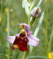 Titelbild: Hummelorchis